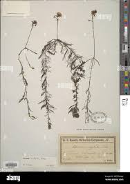 Attēlu rezultāti vaicājumam “Utricularia x neglecta bud”