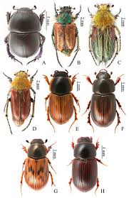 Attēlu rezultāti vaicājumam “Aphodius sp. imago”