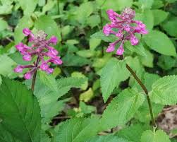 Attēlu rezultāti vaicājumam “Stachys”