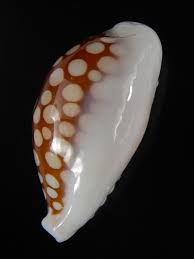 Attēlu rezultāti vaicājumam “Cribraria pertenuis”