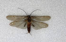 Attēlu rezultāti vaicājumam “Plecoptera”