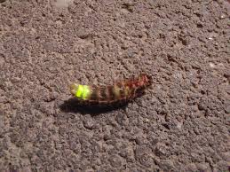 Attēlu rezultāti vaicājumam “Lampyris noctiluca”