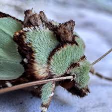 Attēlu rezultāti vaicājumam “Staurophora celsia”