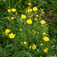 Attēlu rezultāti vaicājumam “Ranunculus acris”