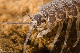 Attēlu rezultāti vaicājumam “Asellus aquaticus”