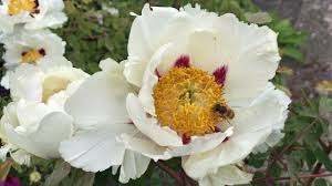 Image result for Pfingstrose