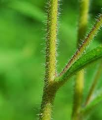 Attēlu rezultāti vaicājumam “Rudbeckia hirta var. hirta leaf”