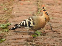 Attēlu rezultāti vaicājumam “Upupa epops adult”