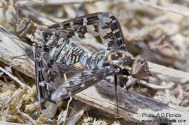 Attēlu rezultāti vaicājumam “Exoprosopa capucina”