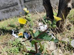 Attēlu rezultāti vaicājumam “Sonchus asper flower”