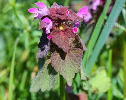 Attēlu rezultāti vaicājumam “Lamium purpureum leaf”
