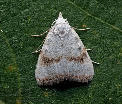 Attēlu rezultāti vaicājumam “Nola aerugula”