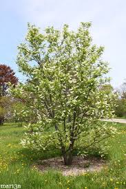 Attēlu rezultāti vaicājumam “Prunus (bird-cherry tree)”