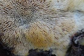 Attēlu rezultāti vaicājumam “Radulomyces confluens”