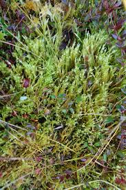 Attēlu rezultāti vaicājumam “Straminergon stramineum”