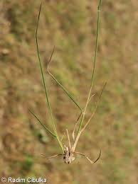 Attēlu rezultāti vaicājumam “Danthonia decumbens bud”