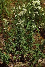 Attēlu rezultāti vaicājumam “Galium boreale”