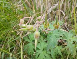 Attēlu rezultāti vaicājumam “Geranium pratense bud”