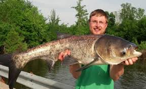 Image result for Hypophthalmichthys nobilis