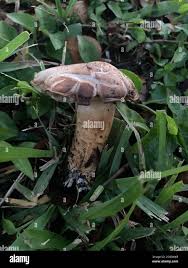 Image result for macrocybe titans