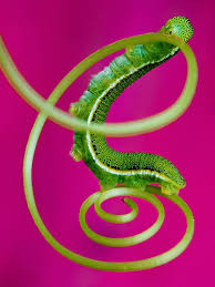 Attēlu rezultāti vaicājumam “Gynaephora selenitica larva”