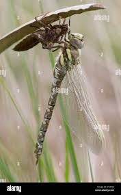 Attēlu rezultāti vaicājumam “Aeshna juncea”