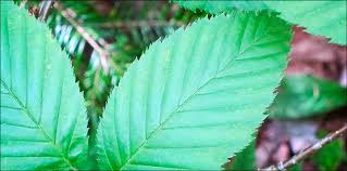 Attēlu rezultāti vaicājumam “Betula alleghaniensis”