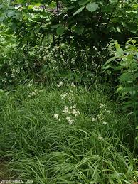 Attēlu rezultāti vaicājumam “Luzula luzuloides fruit”