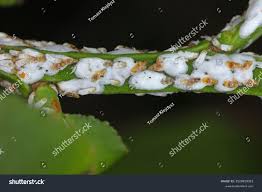 Attēlu rezultāti vaicājumam “Chionaspis salicis”