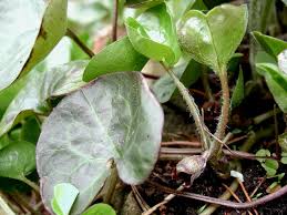 Attēlu rezultāti vaicājumam “Asarum europaeum leaf”