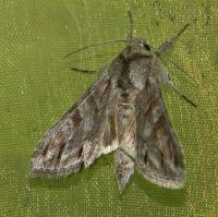 Attēlu rezultāti vaicājumam “Cucullia fraudatrix”