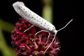 Attēlu rezultāti vaicājumam “Yponomeuta evonymella larva”