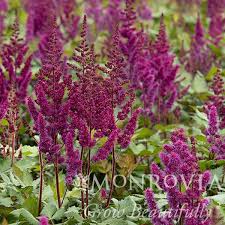 Attēlu rezultāti vaicājumam “Astilbe chinensis bud”