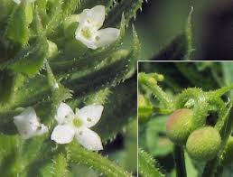 Attēlu rezultāti vaicājumam “Galium schultesii fruit”