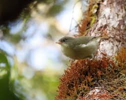 Image result for Bushiki Kwai