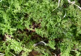 Attēlu rezultāti vaicājumam “Plagiomnium undulatum”