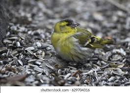 Attēlu rezultāti vaicājumam “Carduelis spinus”