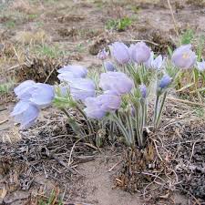 Attēlu rezultāti vaicājumam “Pulsatilla patens flower”