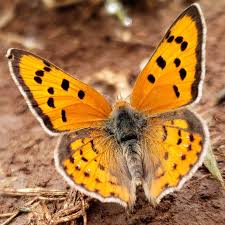 Attēlu rezultāti vaicājumam “Lycaena phlaeas”