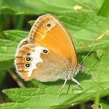 Attēlu rezultāti vaicājumam “Coenonympha arcania underside”