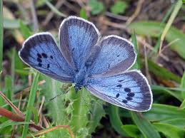 Attēlu rezultāti vaicājumam “Phengaris arion upperside”