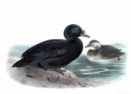 Attēlu rezultāti vaicājumam “Melanitta nigra”