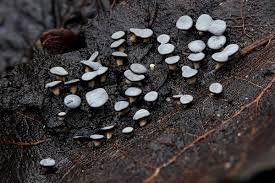 Attēlu rezultāti vaicājumam “Diderma hemisphaericum macro”