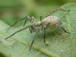 Attēlu rezultāti vaicājumam “Anyphaena accentuata”