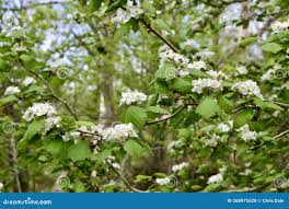 Attēlu rezultāti vaicājumam “Crataegus chrysocarpa”