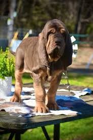 Image result for Carlisle BloodHounds