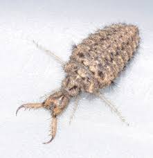 Attēlu rezultāti vaicājumam “Myrmeleontidae larva”