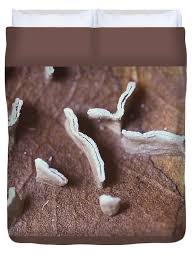 Attēlu rezultāti vaicājumam “Physarum bivalve plasmodium”