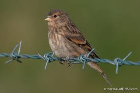 Image result for twite photo
