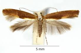 Attēlu rezultāti vaicājumam “Argyresthia albistria”